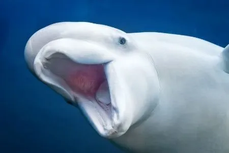Imagen de difusión de «Una arqueología de la atención: las ballenas y la iluminación artificial»